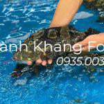 bán cá mú sống tại Đà Nẵng và Gh toàn quốc