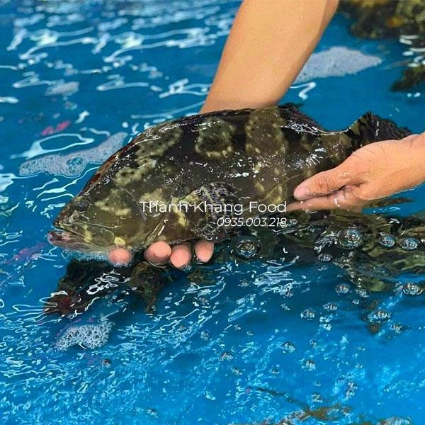 bán cá mú sống tại Đà Nẵng và Gh toàn quốc