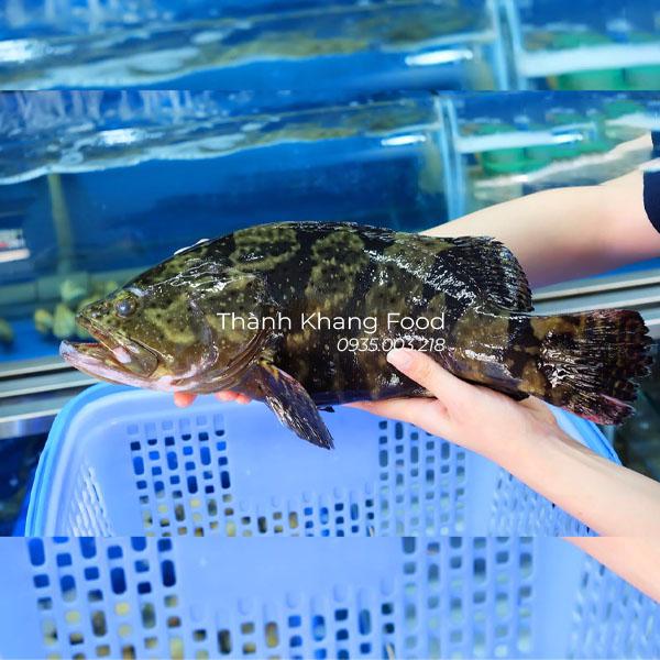 Cá mú biển sống