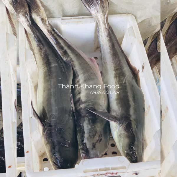 cá bớp biển giá rẻ tại đà nẵng