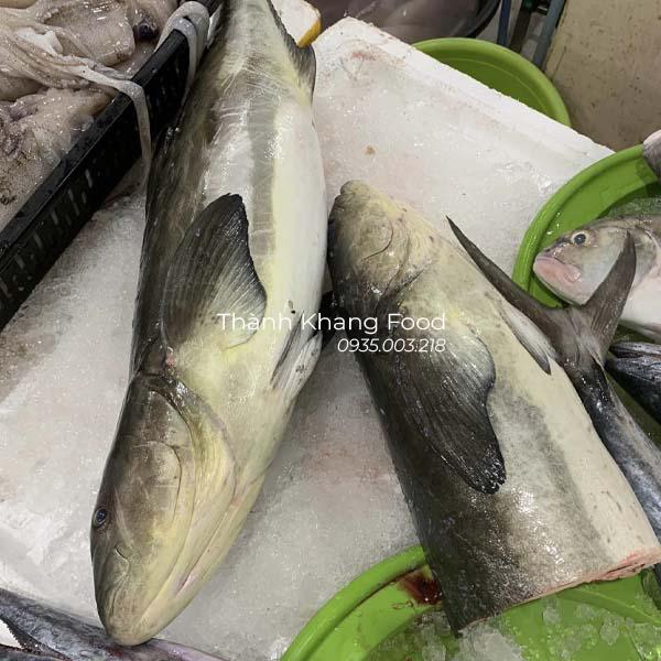 hình ảnh cá bớp biển