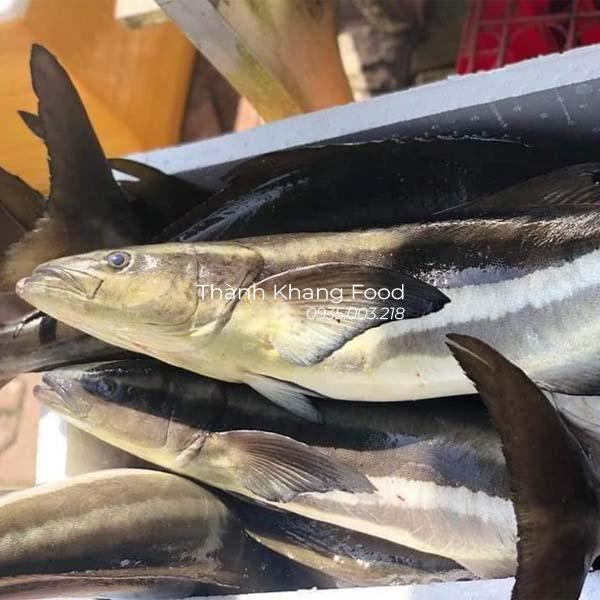 cá bớp biển nguyên con