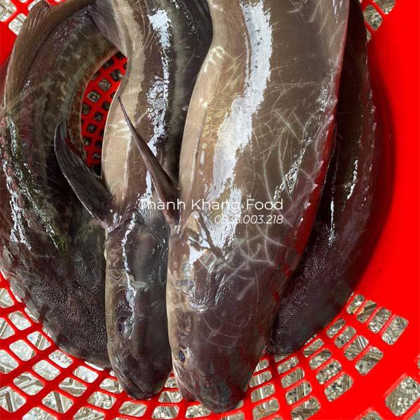 cá bớp biển giá bao nhiêu tiền 1kg