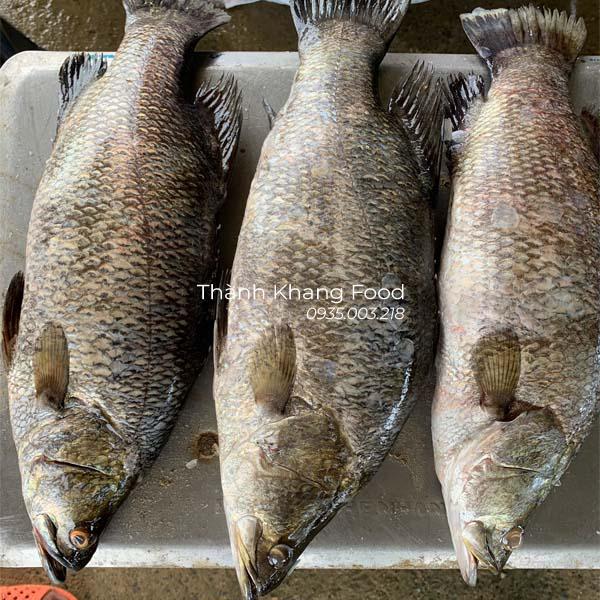 Cá chẽm, cá vược giá bao nhiêu tiền 1kg