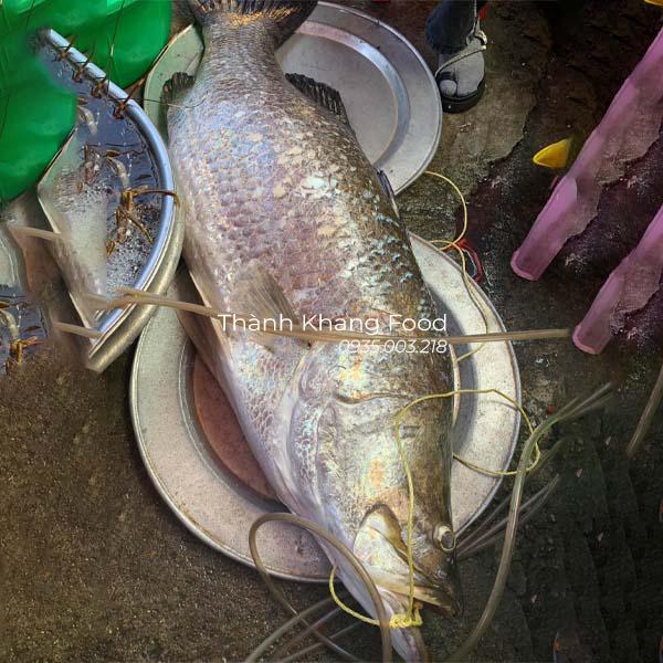 cá chẽm, cá vược size lớn