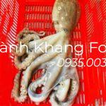 bạch tuộc tươi loại lớn 1,2 con/kg