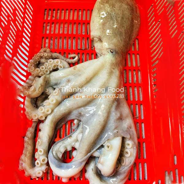 bạch tuộc tươi loại lớn 1,2 con/kg
