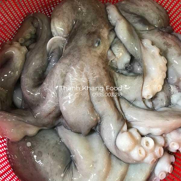 Bạch tuộc xanh lớn 1-2 con/kg - Hình ảnh 4