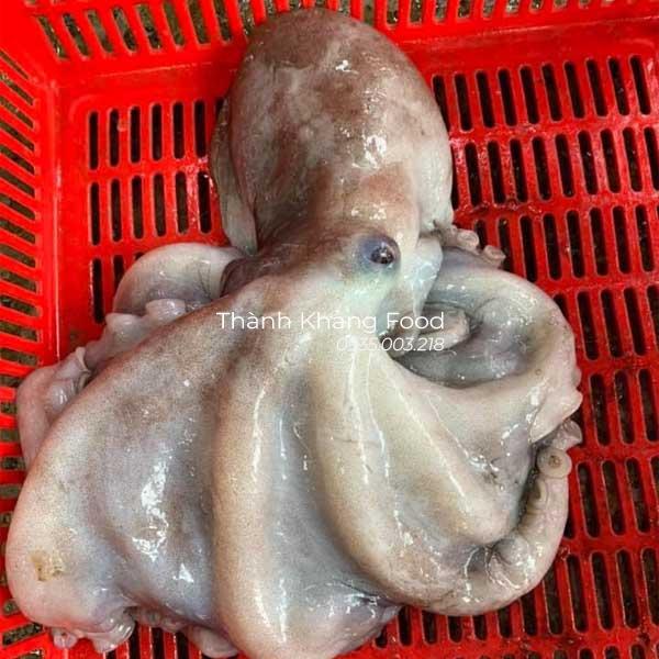 bán bạch tuộc tươi loại lớn 1 tới 2 con/kg tại Đà Nẵng và giao hàng toàn quốc