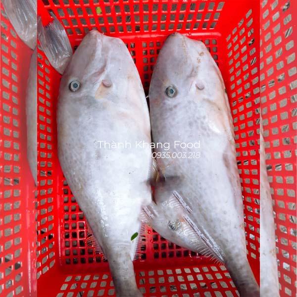 Cá bò da (cá bò giấy)