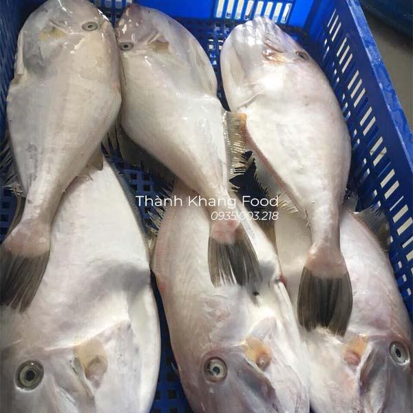 Cá bò da (cá bò giấy) - Hình ảnh 2