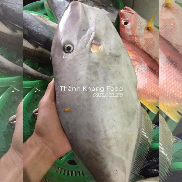 Cá bò da (cá bò giấy) - Hình ảnh 5