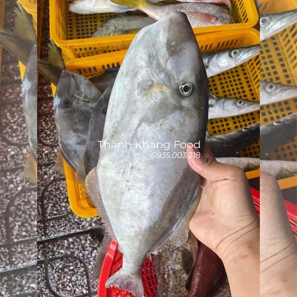 Cá bò da (cá bò giấy) - Hình ảnh 4