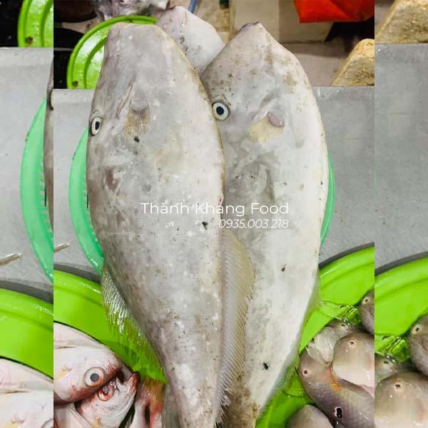 Cá bò da (cá bò giấy) - Hình ảnh 3