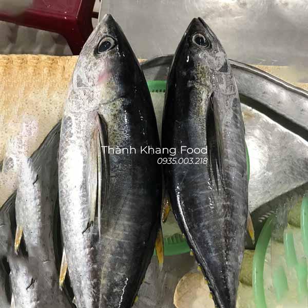 Giá cá ngừ bò bao nhiều tiền 1kg