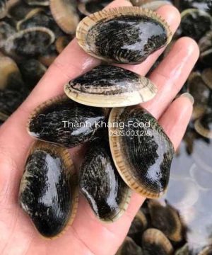 con chip chíp đà nẵng