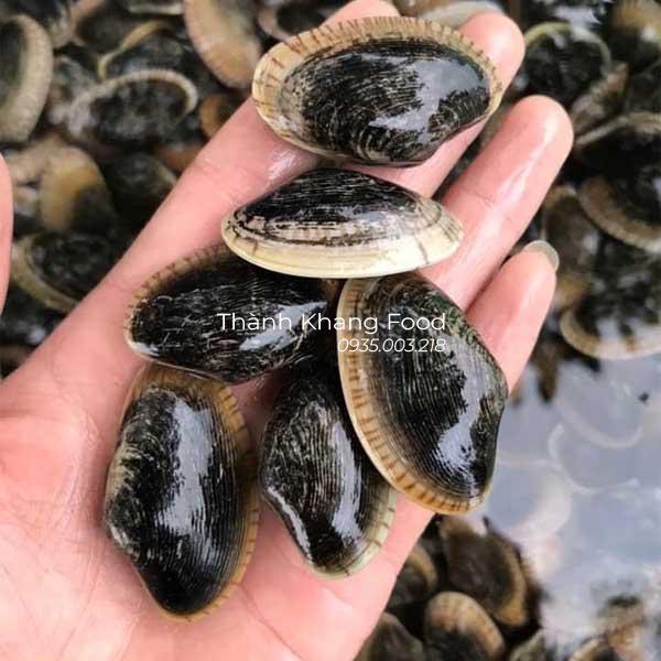 con chip chíp đà nẵng