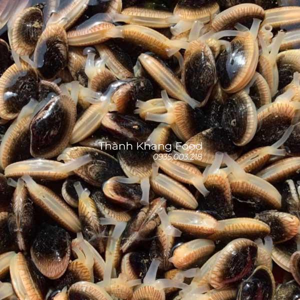 Chip Chíp ( Chem chép ) Đà Nẵng - Hình ảnh 6