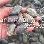 chip lụa (ngao hoa) tươi sống giá rẻ, giao hàng tại Đà Nẵng và toàn quốc