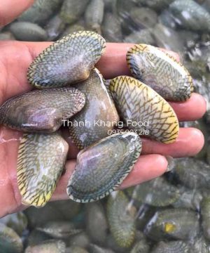 chip lụa (ngao hoa) tươi sống giá rẻ, giao hàng tại Đà Nẵng và toàn quốc