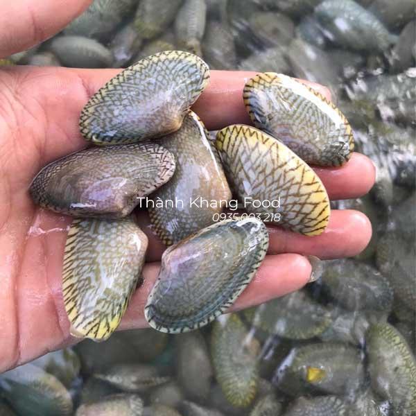 chip lụa (ngao hoa) tươi sống giá rẻ, giao hàng tại Đà Nẵng và toàn quốc