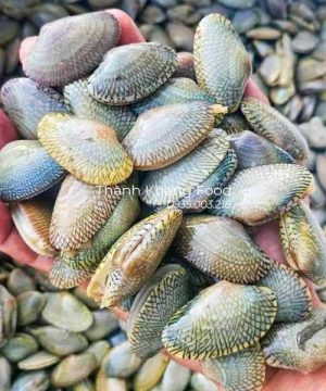 Bán sỉ lẻ chip lụa (ngao hoa) tươi sống tại Đà Nẵng và toàn quốc