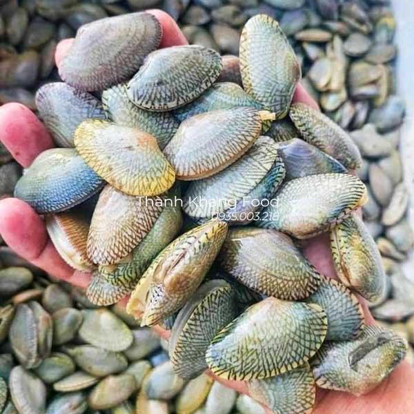 Bán sỉ lẻ chip lụa (ngao hoa) tươi sống tại Đà Nẵng và toàn quốc