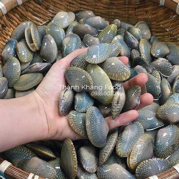 giá chip lụa (ngao hoa) bao nhiêu tiền 1kg