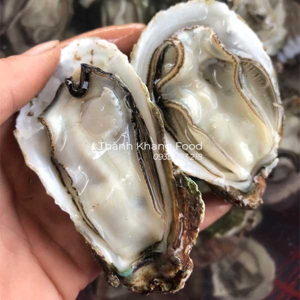 sỉ lẻ hàu sữa tại đà nẵng và toàn quốc giá tốt nhất