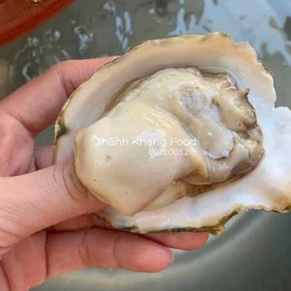 hàu sữa tách 1 mặt