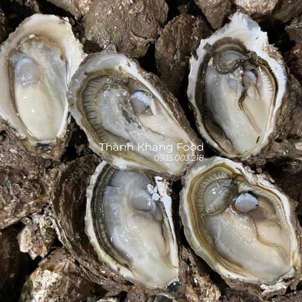 Hàu sữa giá bao nhiêu tiền 1kg