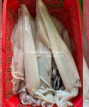 mực ống tươi loại to 1-2 con/kg, dòng mực ống tươi đà nẵng có chất thịt ngon