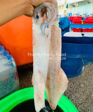 bán mực ống tươi loại lớn 1-2 con/kg tại Đà Nẵng