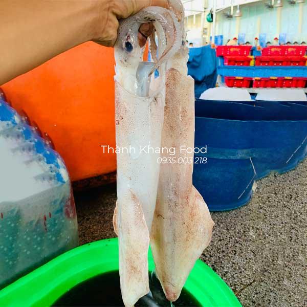 bán mực ống tươi loại lớn 1-2 con/kg tại Đà Nẵng