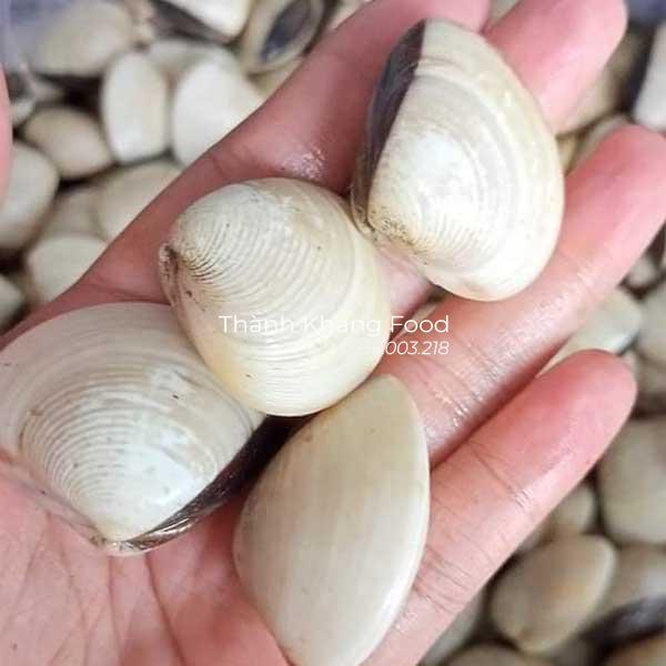 nghêu trắng, ngao trắng