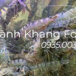 sỉ lẻ tôm sú sống oxi giá tốt tại Đà Nẵng
