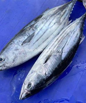 bán cá ngừ sọc dưa tươi, cá ngừ sọc lưới, cá ngừ câu tại Đà Nẵng và giao hàng toàn quốc