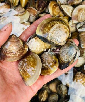 bán nghêu đen (ngao đen) tại Đà Nẵng và giao hàng đi toàn quốc