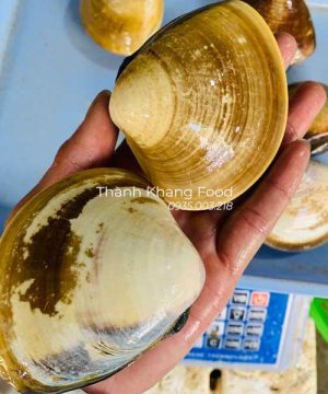 sỉ lẻ nghêu đen (ngao đen) cho nhà hàng, quán nhậu, khách sạn| 0935003218