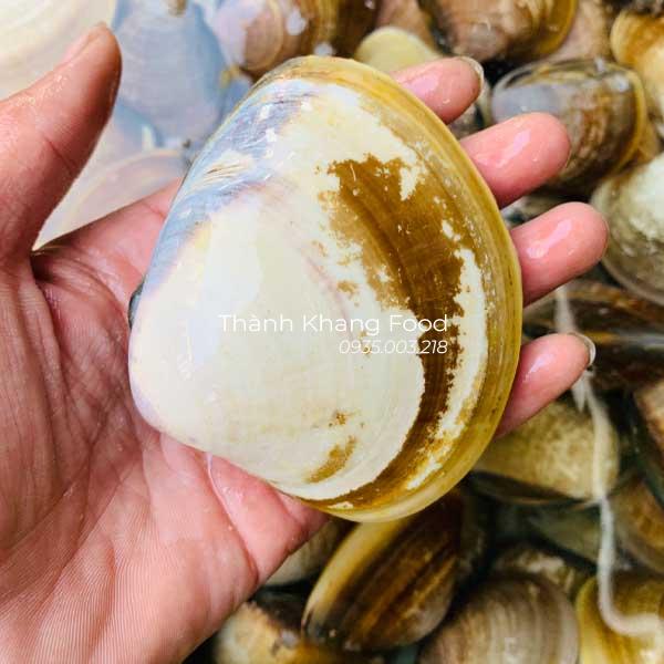 nghêu đen (ngao đen) size lớn, 1kg có 8-10 con nghêu đen
