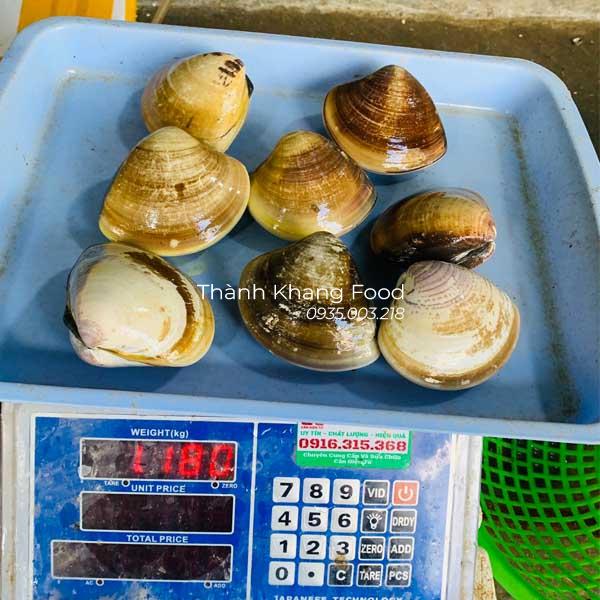 nghêu đen (ngao đen) lặn đánh bắt trong ngày, có size lớn