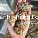 bán ốc hương sống thả bể tại Đà Nẵng, sỉ lẻ giá tốt nhất giao hàng toàn quốc