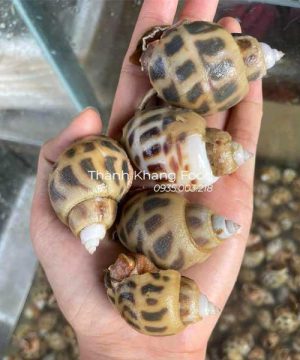 bán ốc hương sống thả bể tại Đà Nẵng, sỉ lẻ giá tốt nhất giao hàng toàn quốc