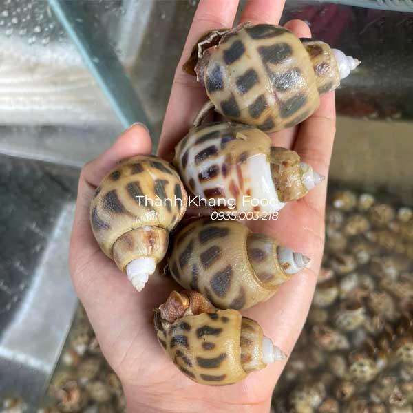 bán ốc hương sống thả bể tại Đà Nẵng, sỉ lẻ giá tốt nhất giao hàng toàn quốc
