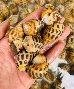 bán ốc hương sống tại Đà Nẵng và giao hàng toàn quốc, miễn phí giao hàng nội thành