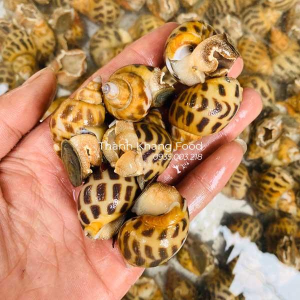 bán ốc hương sống tại Đà Nẵng và giao hàng toàn quốc, miễn phí giao hàng nội thành