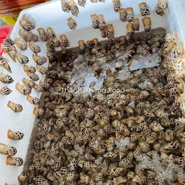 Ốc hương sống thả bể - Hình ảnh 6