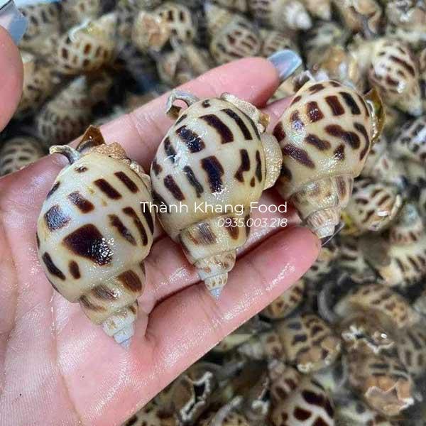 ốc hương giá bao nhiêu tiền 1kg