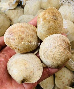 bán Sò Bung ( sò chén) tươi sống tại Đà Nẵng và giao hàng đi toàn quốc