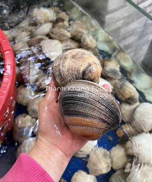 Sò Bung ( sò chén) hàng sống thả bể, có size lớn